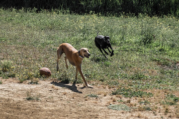 Ivo, the spanish greyhound with friends running and playing in a park