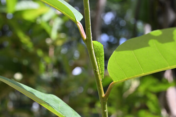 View of a tailed green jay caterpillar sitting on the stem of a plant