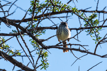 tufted tit-tyrant