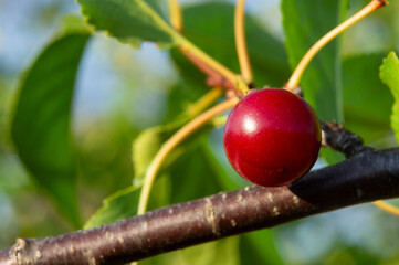 Splendor Under the Sun: Shiny Cherry on the Branch of the Cherry Tree.