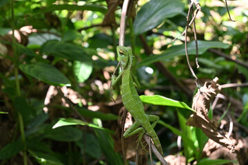 View from the tail side, a green forest lizard is looking back by turning its head