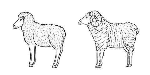 Set of sheeps isolated, sketch, line art.
