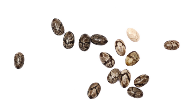 Chia seeds, Salvia hispanica, macro isolated on white background, top view