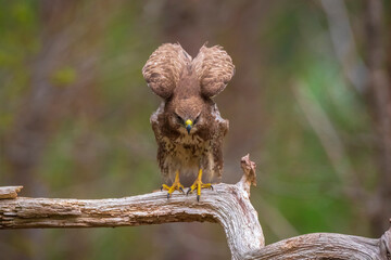 Common buzzard, Buteo Buteo, bird of prey perched