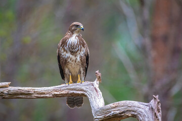 Common buzzard, Buteo Buteo, bird of prey perched