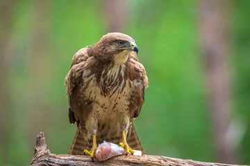 Common buzzard, Buteo Buteo, bird of prey perched