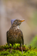 Fototapeta premium Blackbird, turdus merula, female bird perched