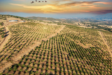 Green almond tree gardens on large agricultural lands. Aerial drone shooting