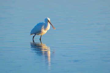 Closeup of a common spoonbill, Platalea leucorodia, foraging