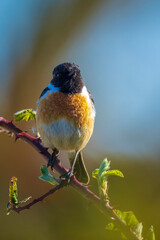 Male Stonechat, Saxicola rubicola, bird singing