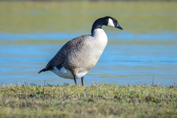 Canadian goose Branta canadensis in a meadow