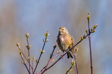 Linnet male bird, Carduelis cannabina singing