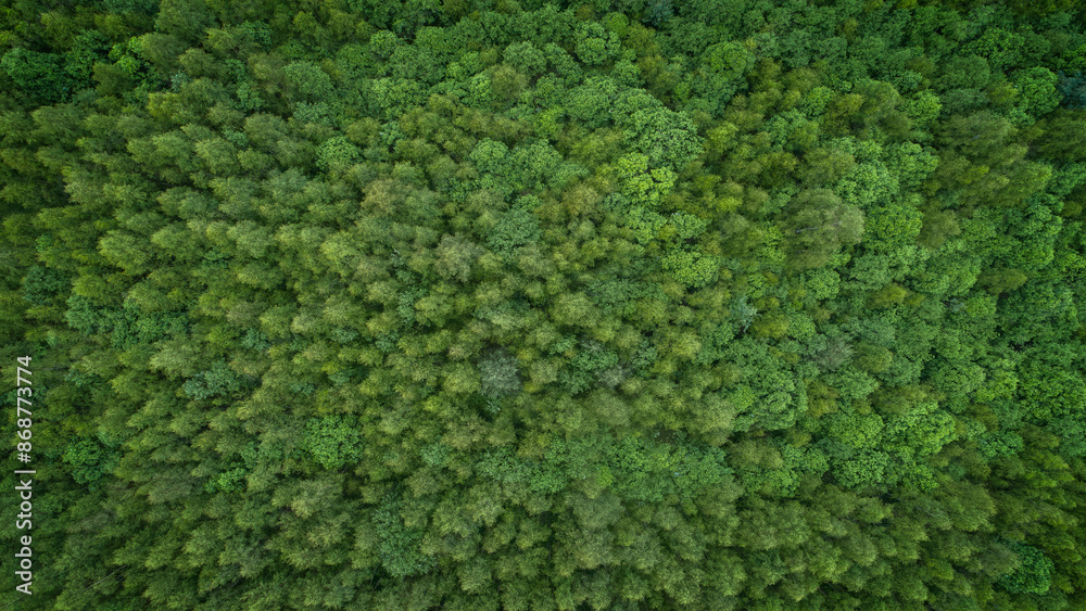 Aufkleber Lush green forest with trees of different sizes aerial view from above. The trees are densely spaced, creating a sense of depth and a sense of being surrounded by nature. Calm and serenity concept