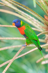 Rainbow lorikeet, Trichoglossus moluccanus, bird perched
