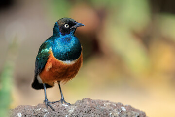 Superb starling Lamprotornis superbus perched
