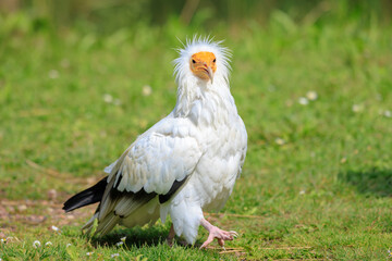 Egyptian vulture Neophron percnopterus bird of prey, closeup in a green meadow
