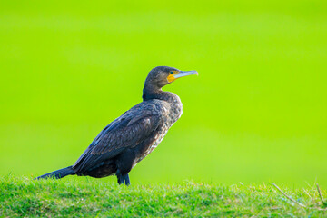 Great Cormorant, Phalacrocorax carbo, perched in a field