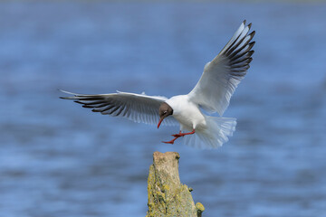 Black-headed gull, Chroicocephalus ridibundus, flying