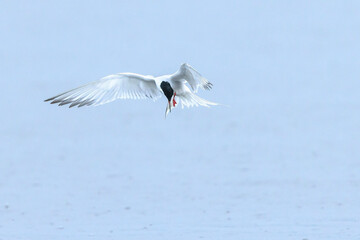 Common Tern, Sterna hirundo, hunting