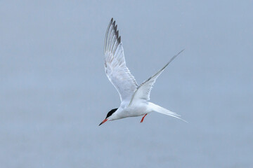 Common Tern, Sterna hirundo, hunting