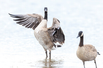 Canadian goose, Branta canadensis, cleaning