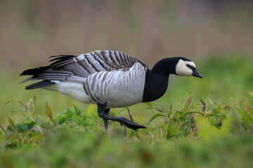 Closeup of a barnacle goose Branta leucopsis in a meadow