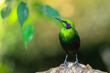 Emerald starling, Lamprotornis iris, iris glossy starling