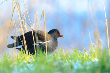 Closeup of a Common moorhen, Gallinula chloropus