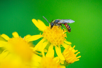 lasioglossum calceatum, a Palearctic species of sweat bee, pollinating