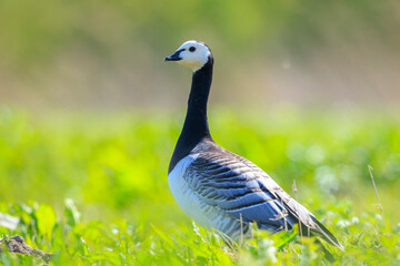 Closeup of a barnacle goose Branta leucopsis in a meadow