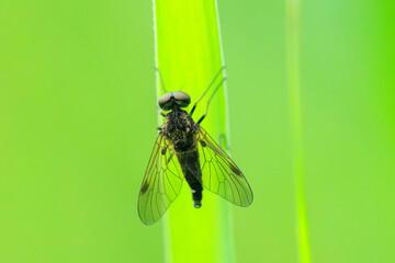 Chrysopilus cristatus, a species of snipe flies, resting on a leaf