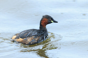 little grebe, Tachybaptus ruficollis, swimming