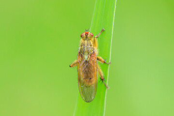 Male Scathophaga stercoraria, also known as the yellow dung fly or the golden dung fly,