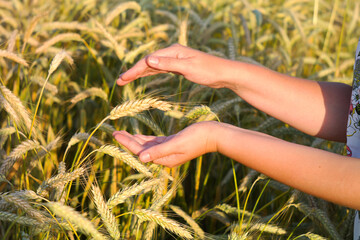 A woman in a wheat field touches the ears of corn with her hand.