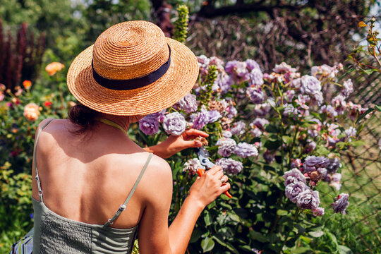 Back view of woman deadheading spent rose blooms in summer garden. Gardener cutting wilted flowers off with pruner.