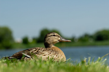 duck on the lake
