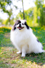 A smiling Pomeranian dog in the grass . Black and white pomeranian . A pet on a walk. Photo for the cover . Photo of an animal for printed products . Green grass in the park