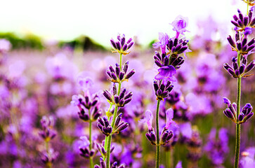 Lavender flowers in field Soft focus Close-up image meadow background countryside light Great image stationery covers postcards banners posters Spicy herb Purple violet Aromatherapy Sleeping dreams