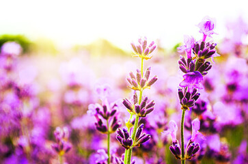 Lavender flowers in field Soft focus Close-up image meadow background countryside light Great image stationery covers postcards banners posters Spicy herb Purple violet Aromatherapy Summer Sweet time
