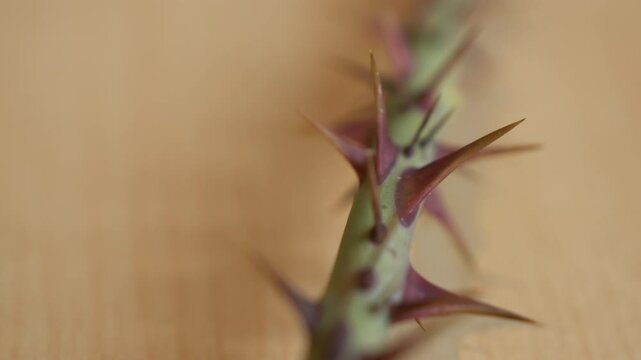 MACRO, DOF: Amazing details of thorny rose plant stem with sharp, pointed thorns. Incredible sharpness and texture of numerous flower spikes that grow for natural defence mechanism of a rose plant.