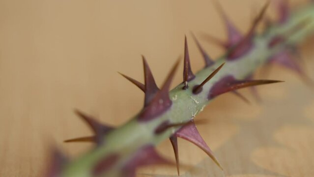 MACRO, DOF: Incredible details of a rose stem overgrown with sharp and pointed red thorns. The stunning sharpness and texture of numerous flower spikes for natural defence mechanism of rose plant.