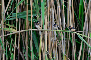Three swallows rest on tall reeds in a dense wetland, showcasing the birds' natural habitat and peaceful environment. Istanbul. 
