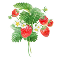 Red strawberry with white flowers bush handdrawn watercolor illustration. Food art, fresh botanical realistic painting. Summer sweet berry clipart for restaurant, cafe menu, farm goods, vegan products