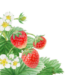 Red strawberry with white flowers, green leaves corner, border. Hand drawn watercolor ornament. Delicious food art, fresh botanical realistic painting. Summer berry banner for menu, packaging, prints