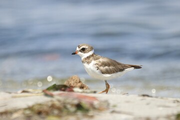 Semipalmated plover feeding on the beach