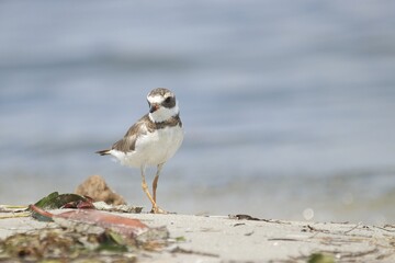 Semipalmated Plover feeding on the shore of the Caribbean sea 