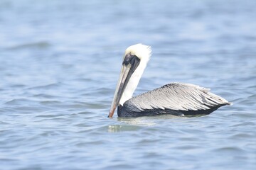 Brown Pelican peacefully swimming in the Caribbean sea