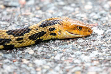 Eastern Fox Snake (Elaphe vulpina) crossing the road