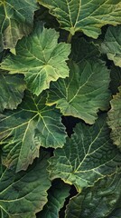 Fototapeta premium Close-up of a vibrant green foliage, showcasing the intricate veins of the leaves