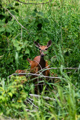 White-tailed deer (Odocoileus virginianus) Doe and two fawns hiding in the brush in late June.